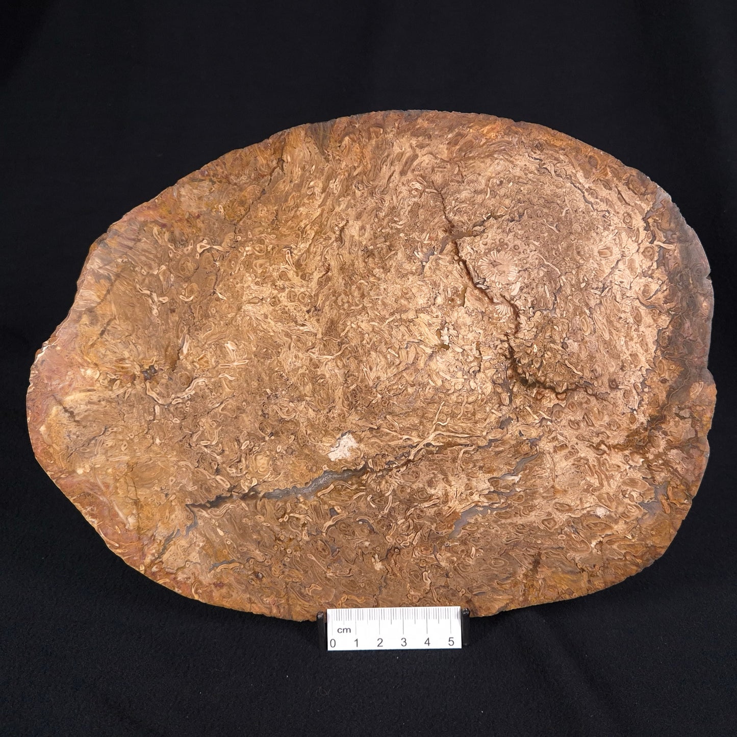 OSMUNDA sp. PETRIFIED FERN, Cretaceous, Australia XOS002