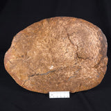 OSMUNDA sp. PETRIFIED FERN, Cretaceous, Australia XOS002