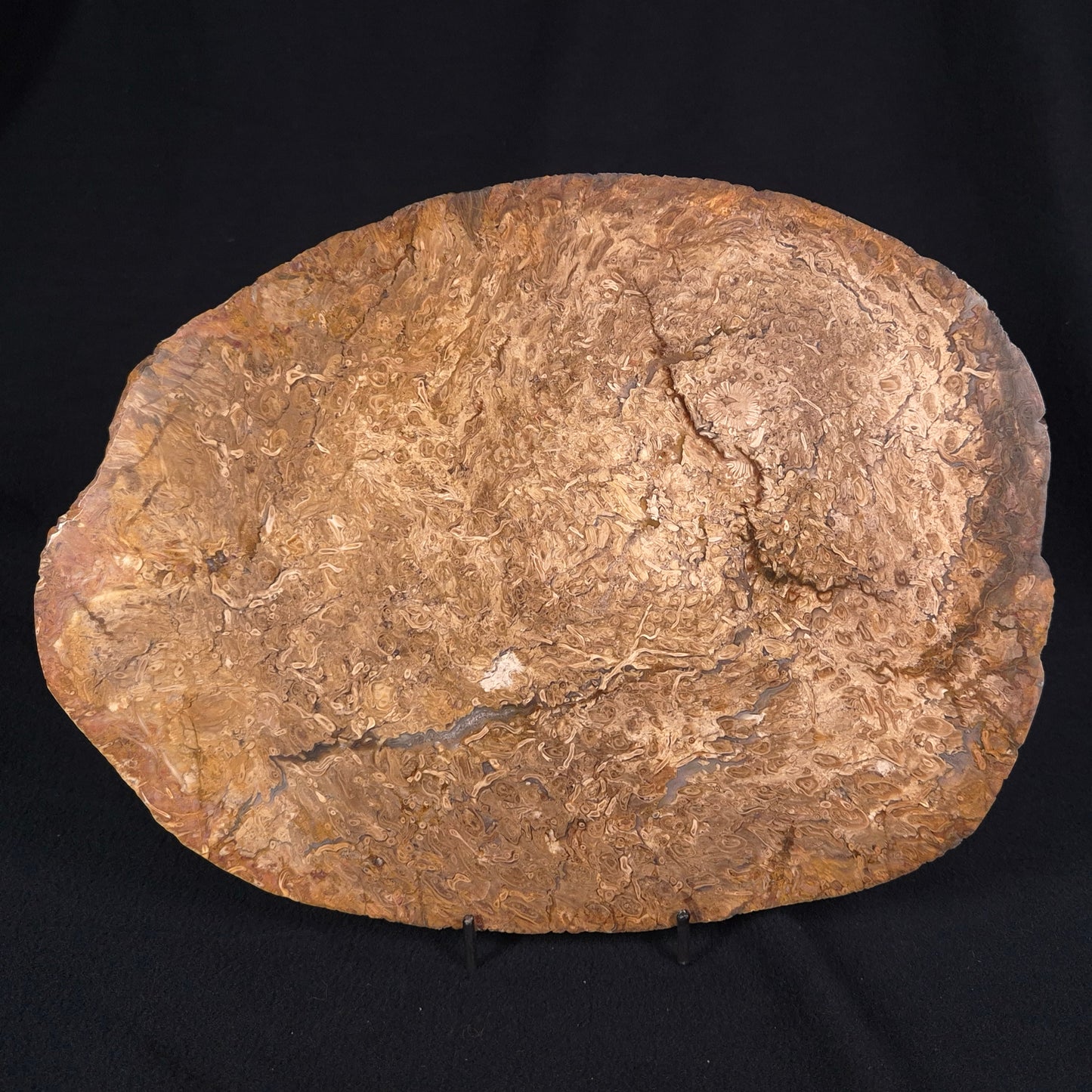 OSMUNDA sp. PETRIFIED FERN, Cretaceous, Australia XOS002