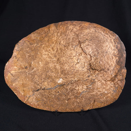 OSMUNDA sp. PETRIFIED FERN, Cretaceous, Australia XOS002