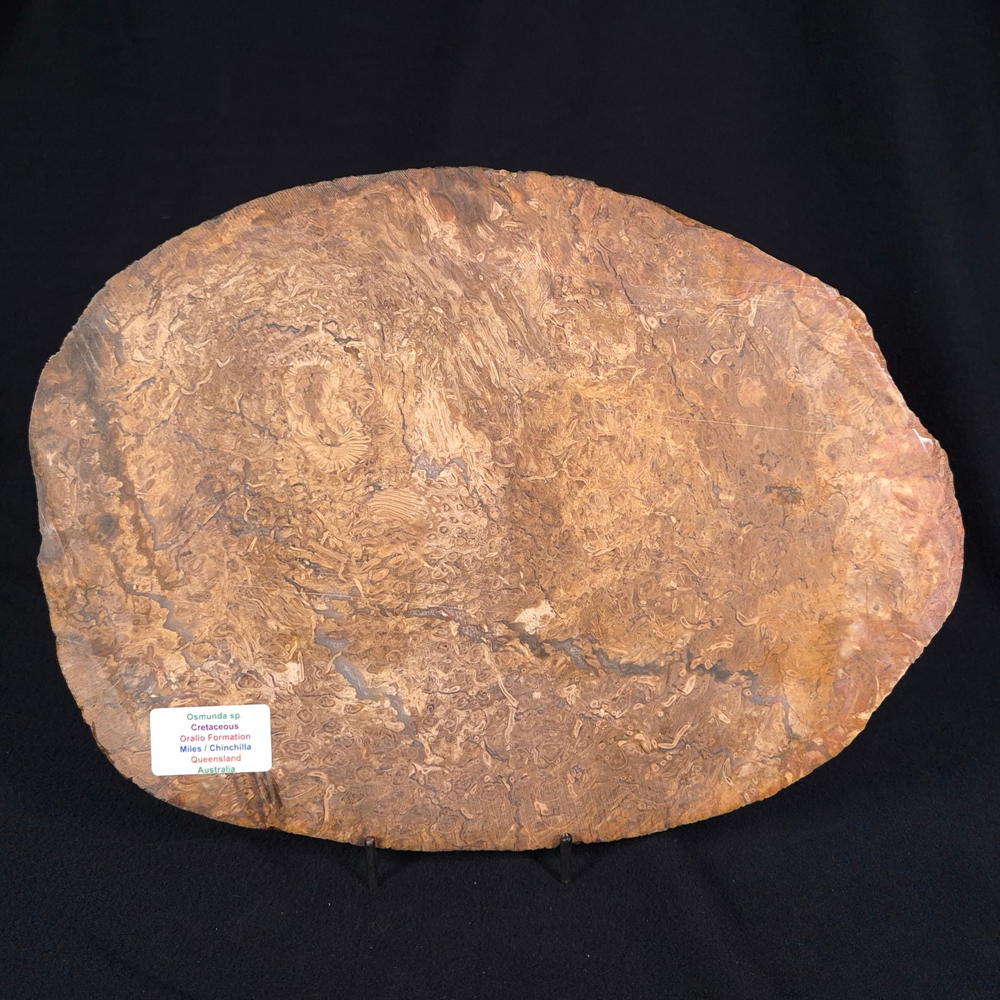 OSMUNDA sp. PETRIFIED FERN, Cretaceous, Australia XOS002