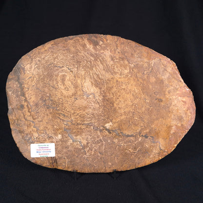 OSMUNDA sp. PETRIFIED FERN, Cretaceous, Australia XOS002