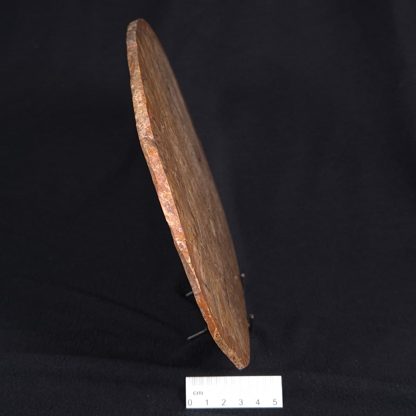 OSMUNDA sp. PETRIFIED FERN, Cretaceous, Australia XOS002
