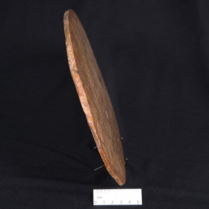 OSMUNDA sp. PETRIFIED FERN, Cretaceous, Australia XOS002