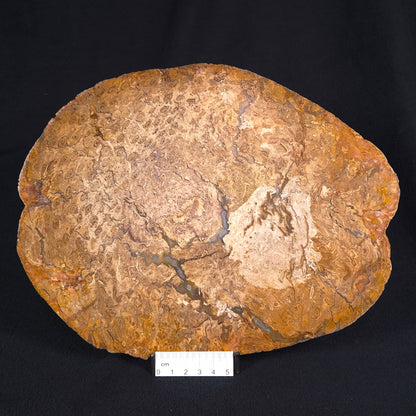 OSMUNDA sp. PETRIFIED FERN, Cretaceous, Australia XOS003