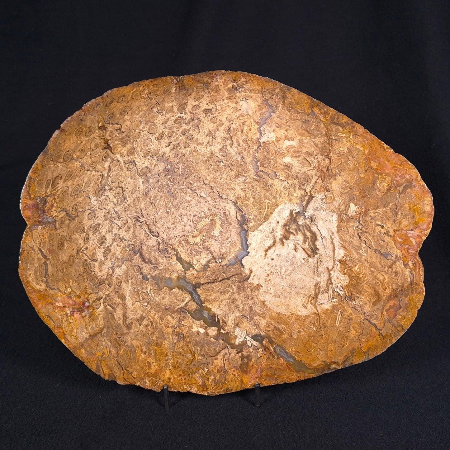 OSMUNDA sp. PETRIFIED FERN, Cretaceous, Australia XOS003