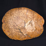 OSMUNDA sp. PETRIFIED FERN, Cretaceous, Australia XOS003