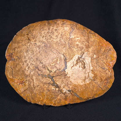 OSMUNDA sp. PETRIFIED FERN, Cretaceous, Australia XOS003