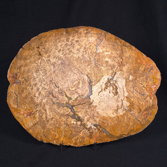 OSMUNDA sp. PETRIFIED FERN, Cretaceous, Australia XOS003