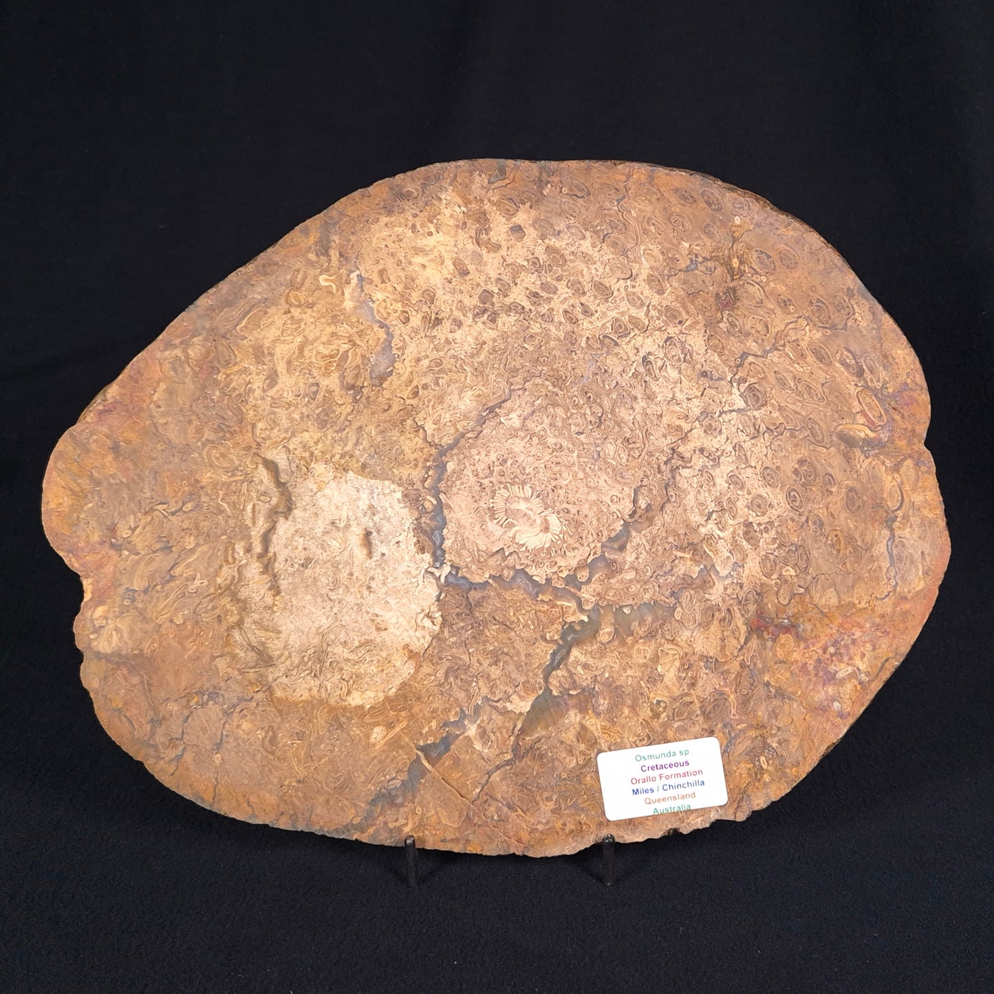 OSMUNDA sp. PETRIFIED FERN, Cretaceous, Australia XOS003