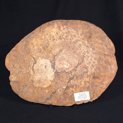 OSMUNDA sp. PETRIFIED FERN, Cretaceous, Australia XOS003