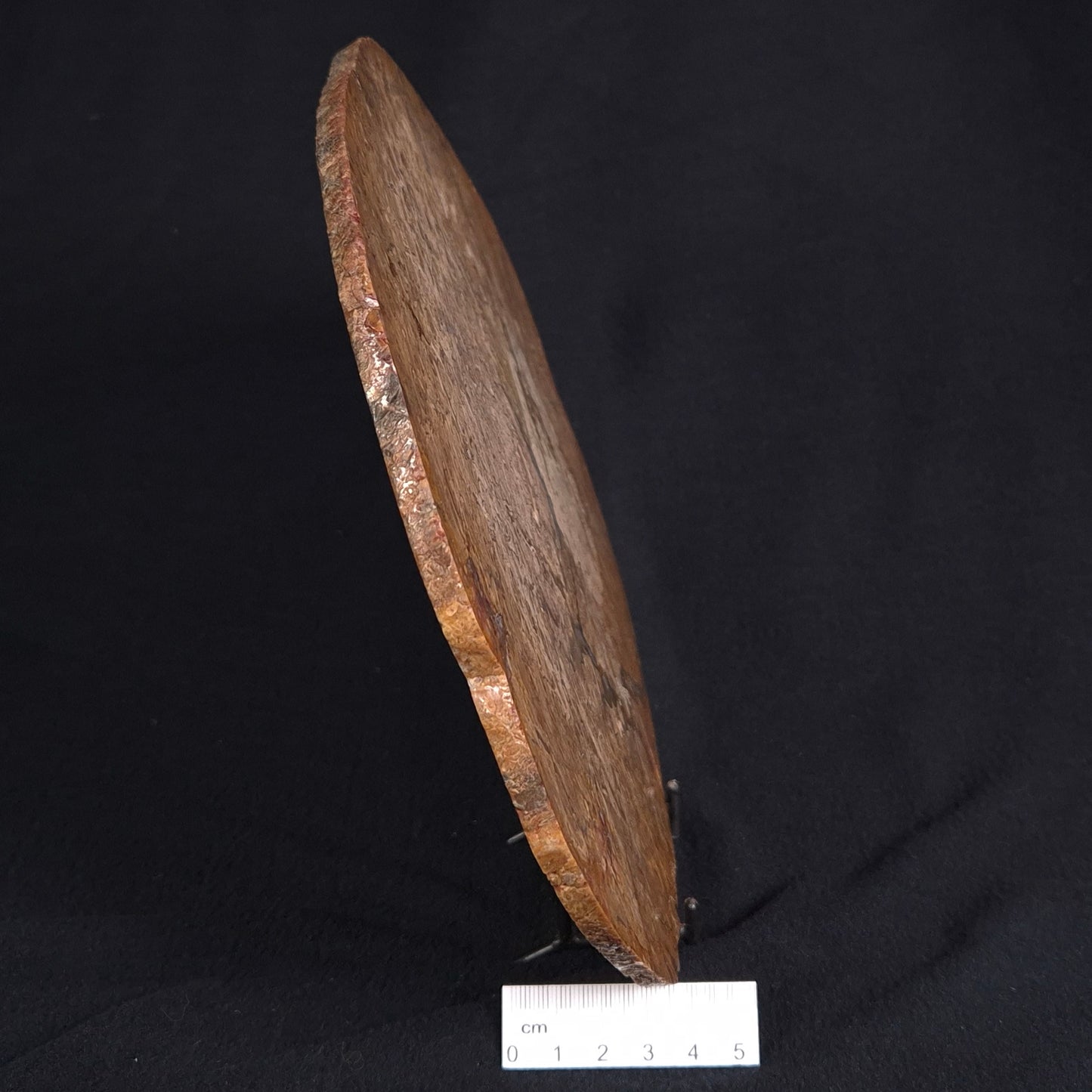 OSMUNDA sp. PETRIFIED FERN, Cretaceous, Australia XOS003
