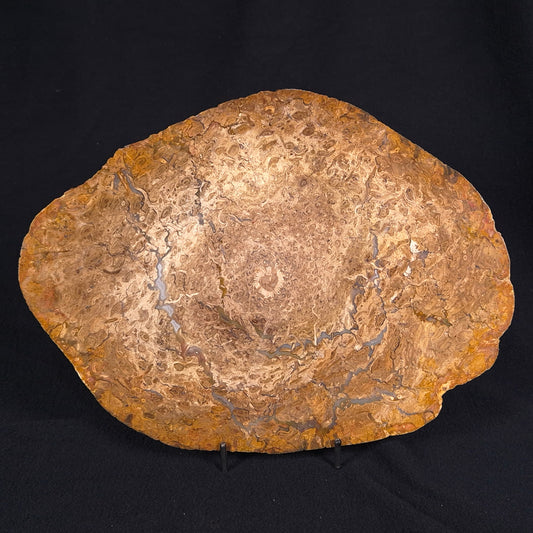 OSMUNDA sp. PETRIFIED FERN, Cretaceous, Australia XOS004