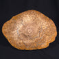 OSMUNDA sp. PETRIFIED FERN, Cretaceous, Australia XOS004