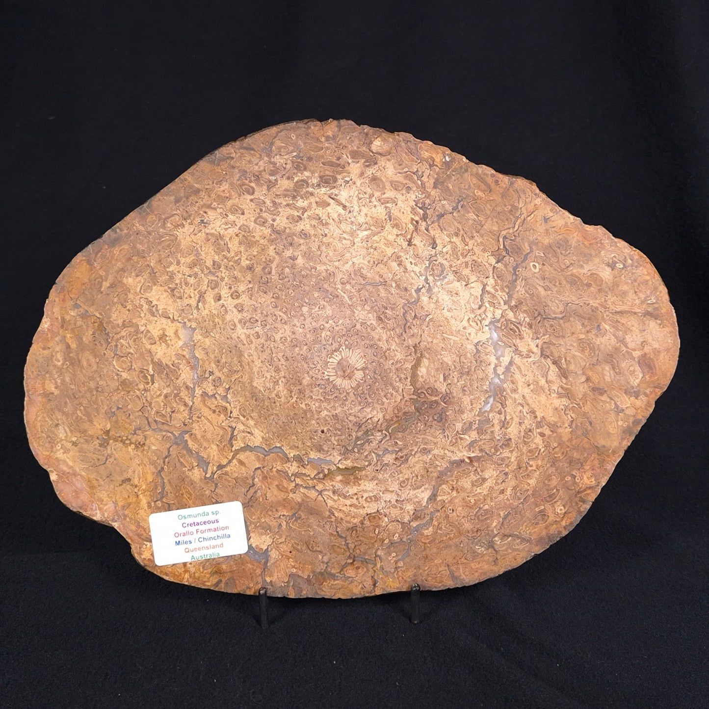 OSMUNDA sp. PETRIFIED FERN, Cretaceous, Australia XOS004