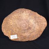 OSMUNDA sp. PETRIFIED FERN, Cretaceous, Australia XOS004