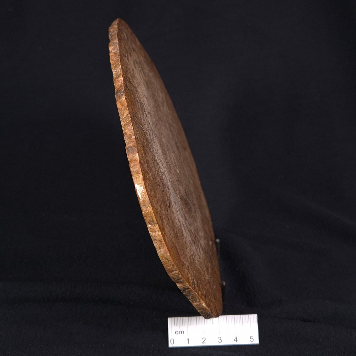 OSMUNDA sp. PETRIFIED FERN, Cretaceous, Australia XOS004