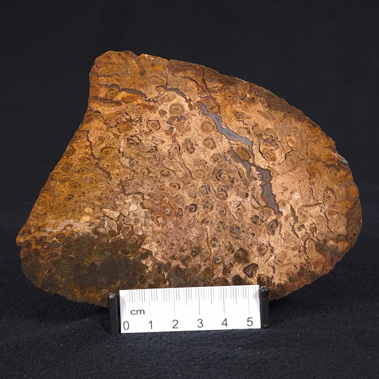 OSMUNDA sp. PETRIFIED FERN, Cretaceous, Australia XOS005