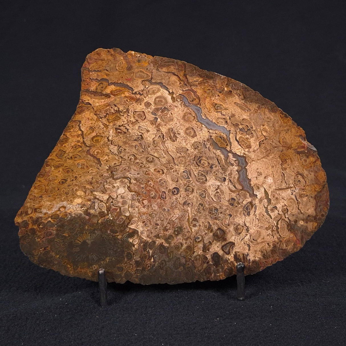 OSMUNDA sp. PETRIFIED FERN, Cretaceous, Australia XOS005