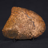 OSMUNDA sp. PETRIFIED FERN, Cretaceous, Australia XOS005