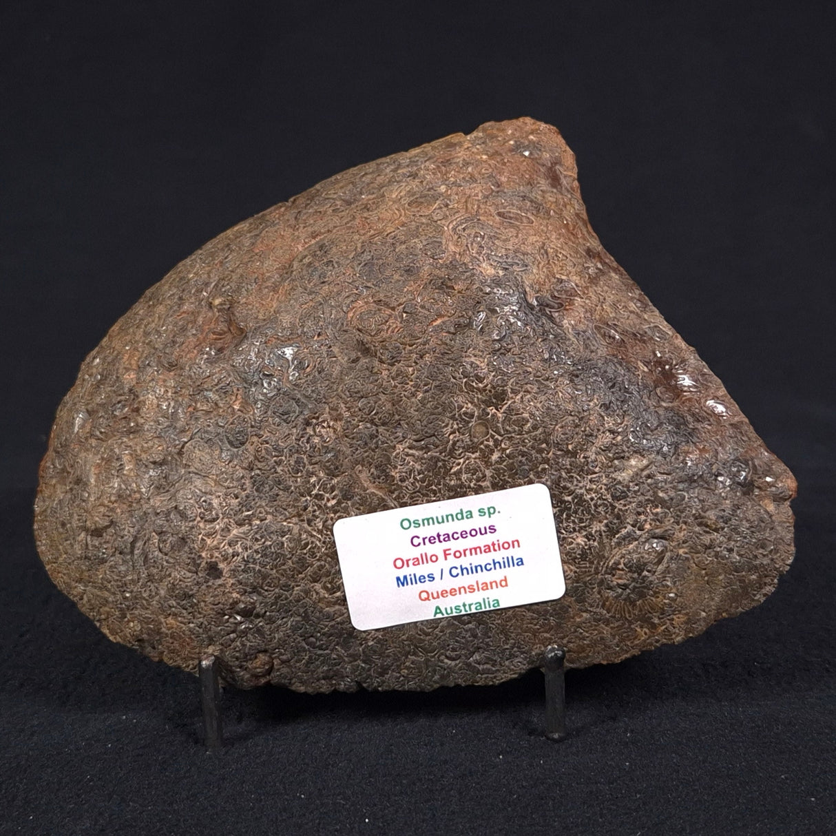 OSMUNDA sp. PETRIFIED FERN, Cretaceous, Australia XOS005