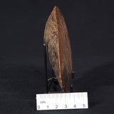 OSMUNDA sp. PETRIFIED FERN, Cretaceous, Australia XOS005