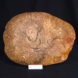 OSMUNDA sp. PETRIFIED FERN, Cretaceous, Australia XOS006