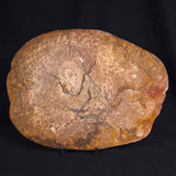 OSMUNDA sp. PETRIFIED FERN, Cretaceous, Australia XOS006