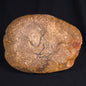 OSMUNDA sp. PETRIFIED FERN, Cretaceous, Australia XOS006