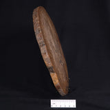 OSMUNDA sp. PETRIFIED FERN, Cretaceous, Australia XOS006