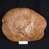 OSMUNDA sp. PETRIFIED FERN, Cretaceous, Australia XOS007