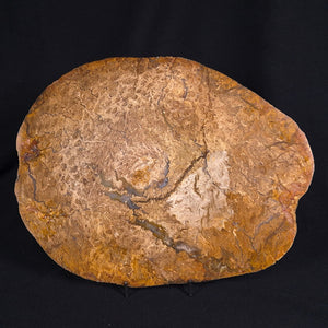 Australian Fossil Plants