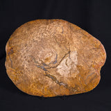OSMUNDA sp. PETRIFIED FERN, Cretaceous, Australia XOS007