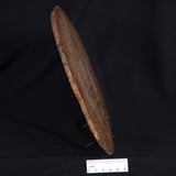 OSMUNDA sp. PETRIFIED FERN, Cretaceous, Australia XOS007