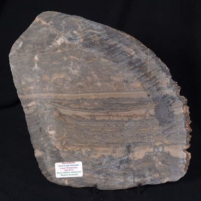 STROMATOLITE, Duck Creek, Lower Proterozoic, Australia ZDC006