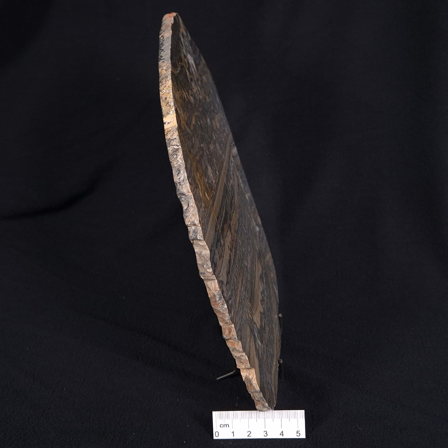 STROMATOLITE, Duck Creek, Lower Proterozoic, Australia ZDC006