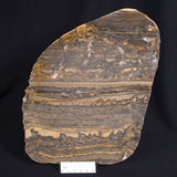STROMATOLITE, Duck Creek, Lower Proterozoic, Australia ZDC007