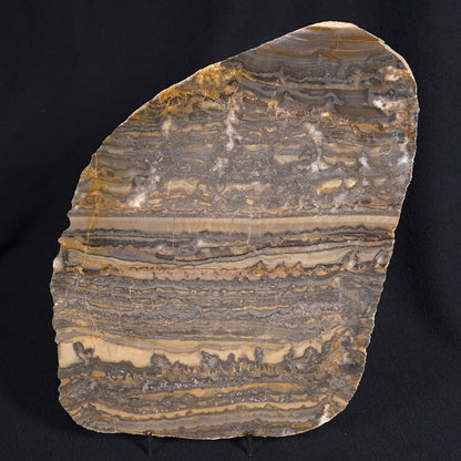 STROMATOLITE, Duck Creek, Lower Proterozoic, Australia ZDC007