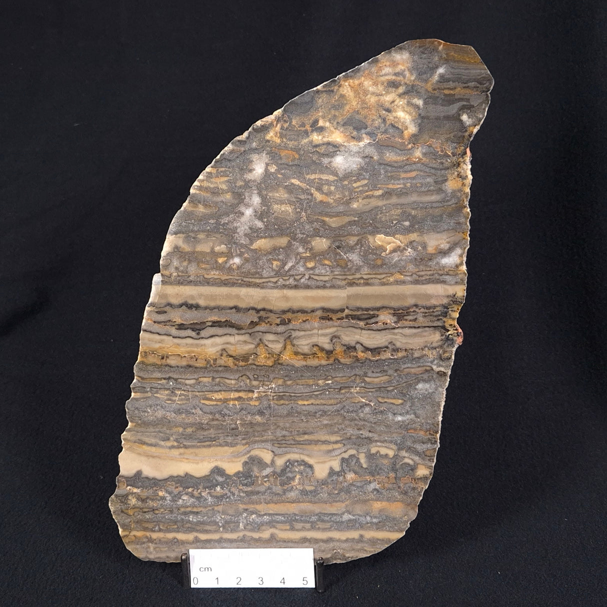 STROMATOLITE, Duck Creek, Lower Proterozoic, Australia ZDC008