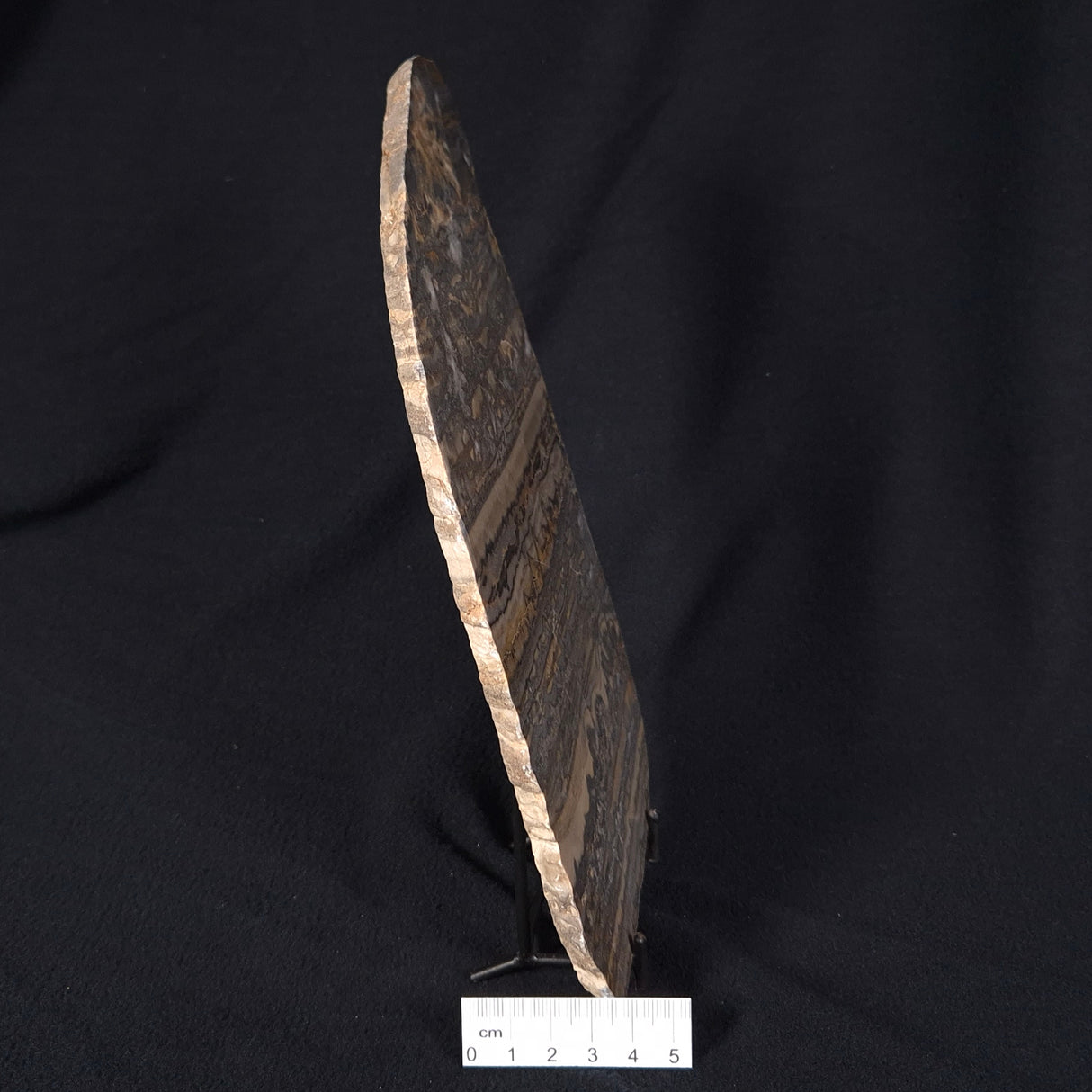 STROMATOLITE, Duck Creek, Lower Proterozoic, Australia ZDC008