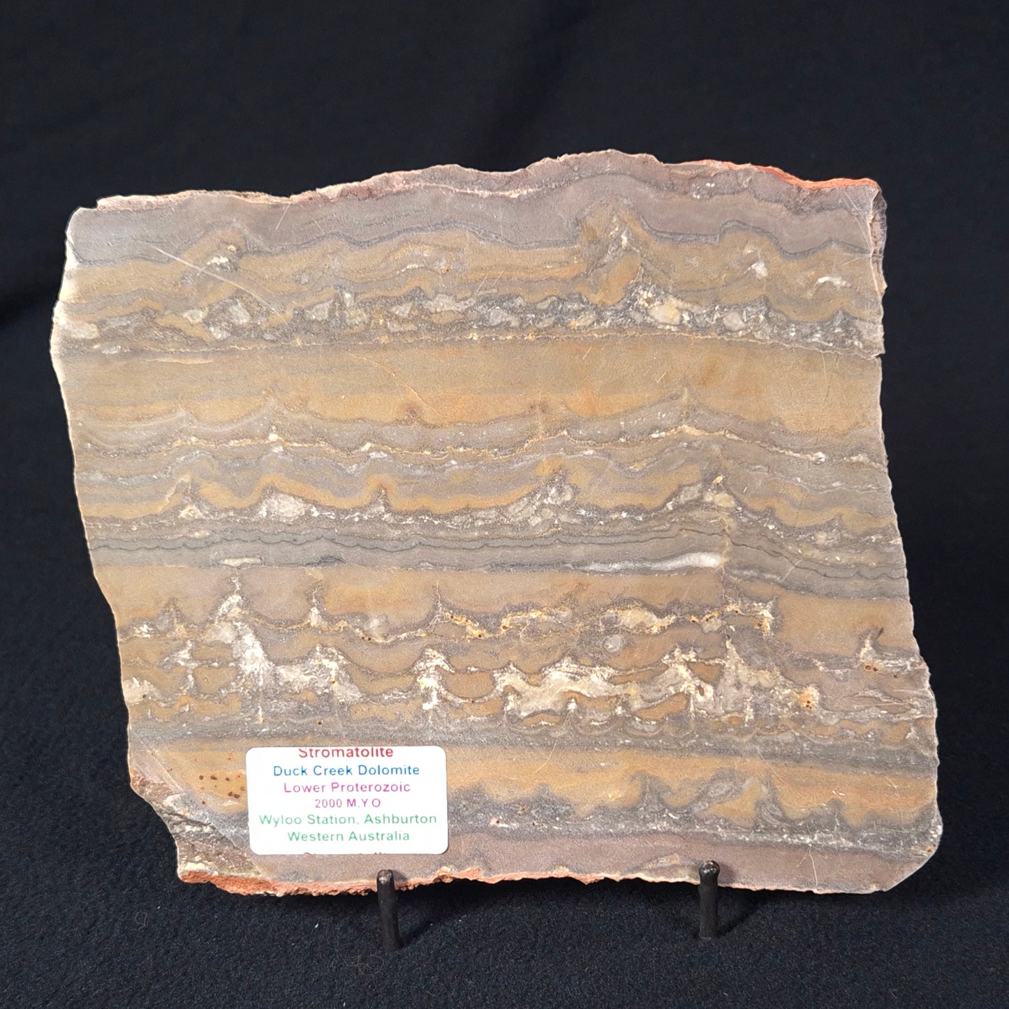 STROMATOLITE, Duck Creek, Lower Proterozoic, Australia ZDC009