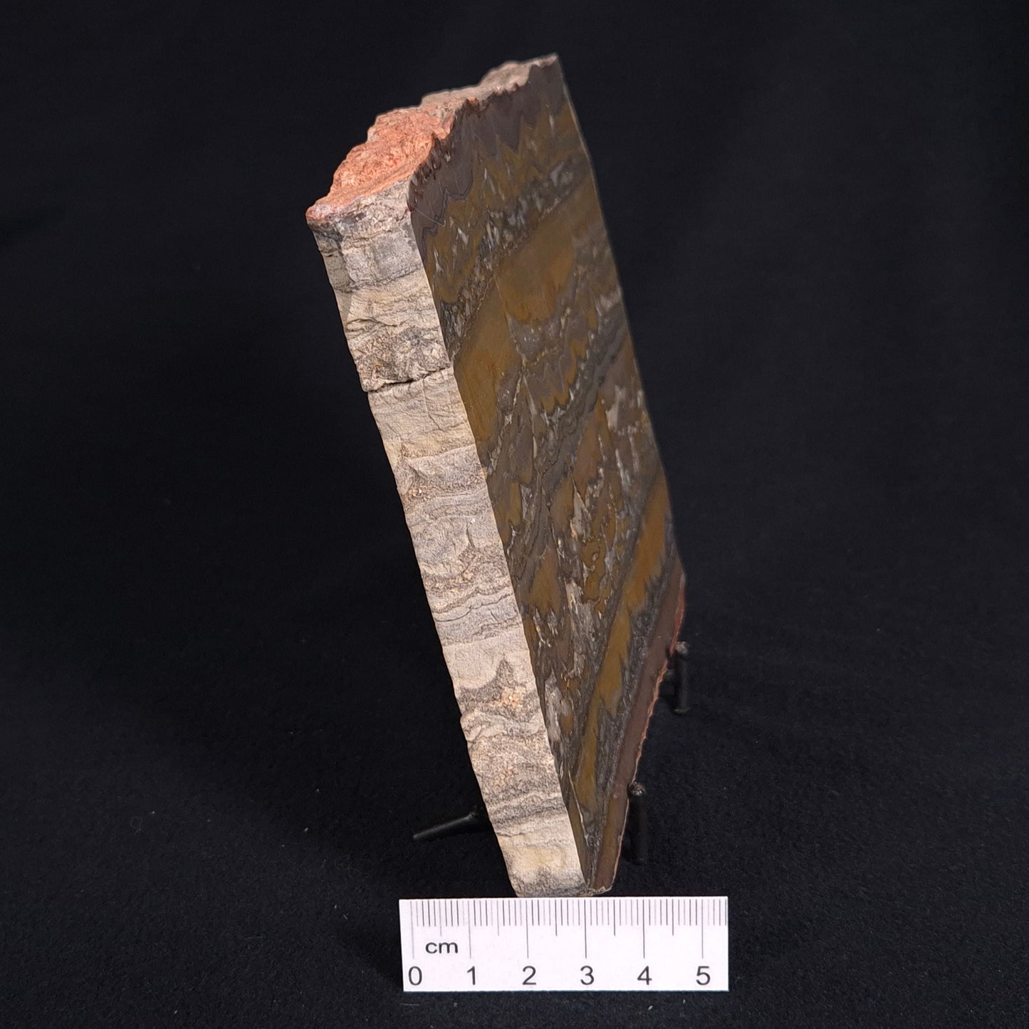 STROMATOLITE, Duck Creek, Lower Proterozoic, Australia ZDC009