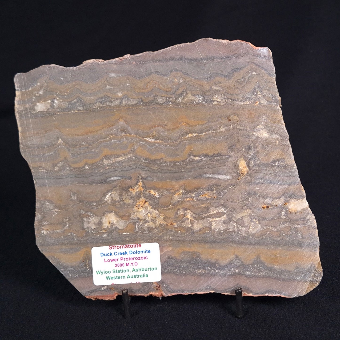 STROMATOLITE, Duck Creek, Lower Proterozoic, Australia ZDC010