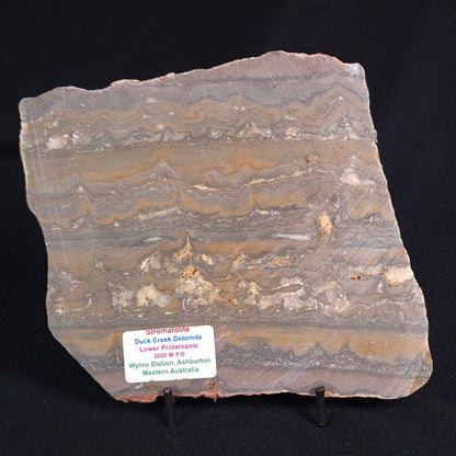 STROMATOLITE, Duck Creek, Lower Proterozoic, Australia ZDC010