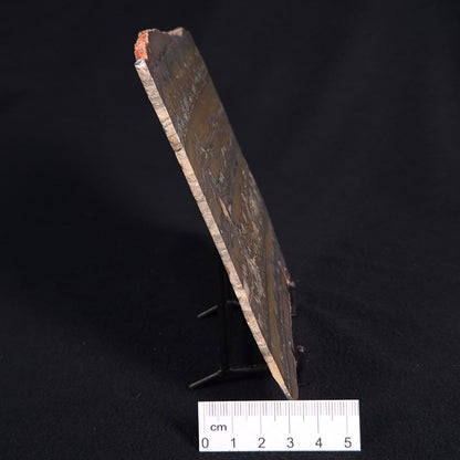 STROMATOLITE, Duck Creek, Lower Proterozoic, Australia ZDC010