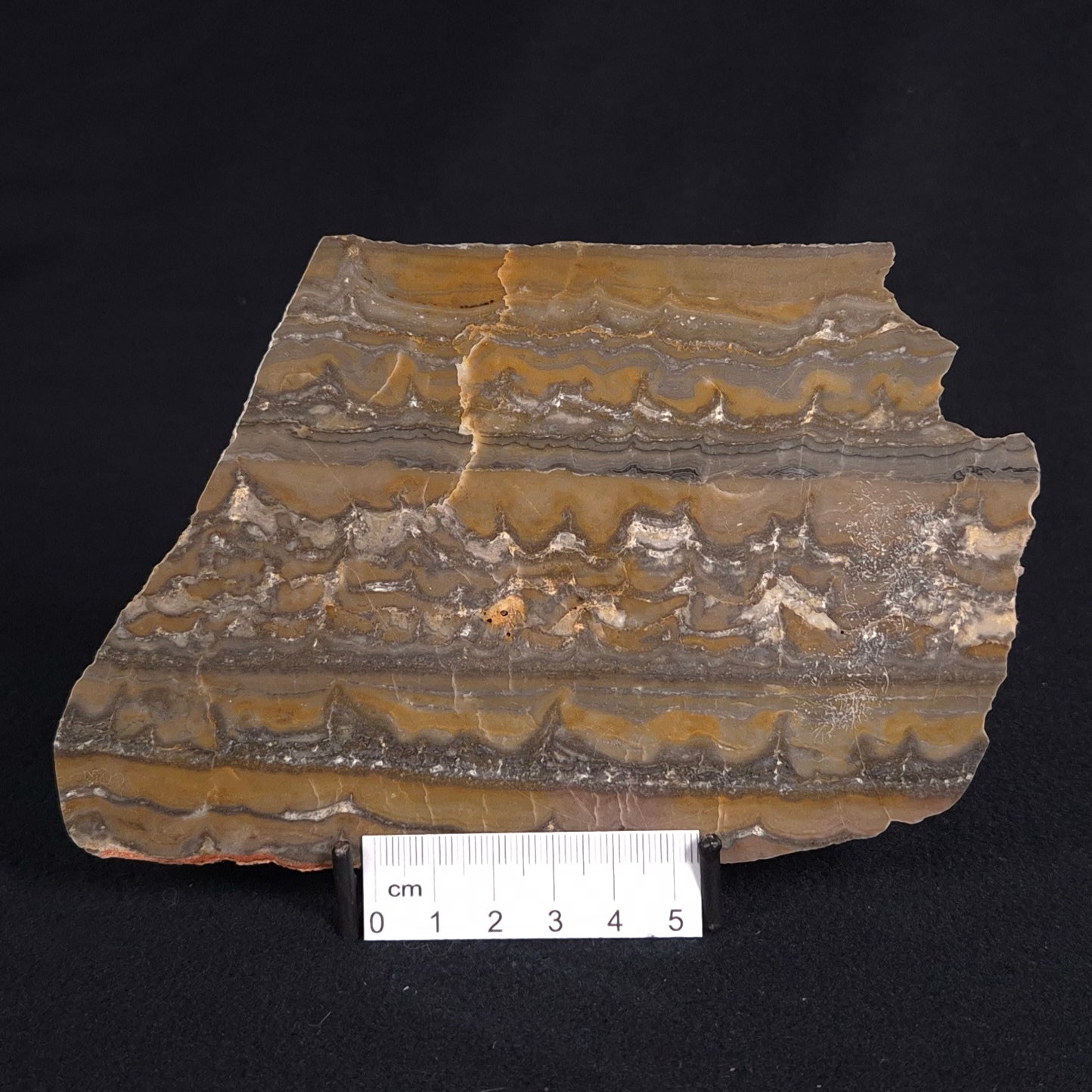 STROMATOLITE, Duck Creek, Lower Proterozoic, Australia ZDC011