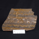 STROMATOLITE, Duck Creek, Lower Proterozoic, Australia ZDC011