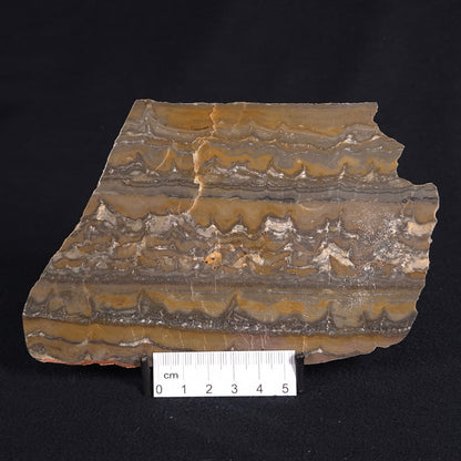 STROMATOLITE, Duck Creek, Lower Proterozoic, Australia ZDC011