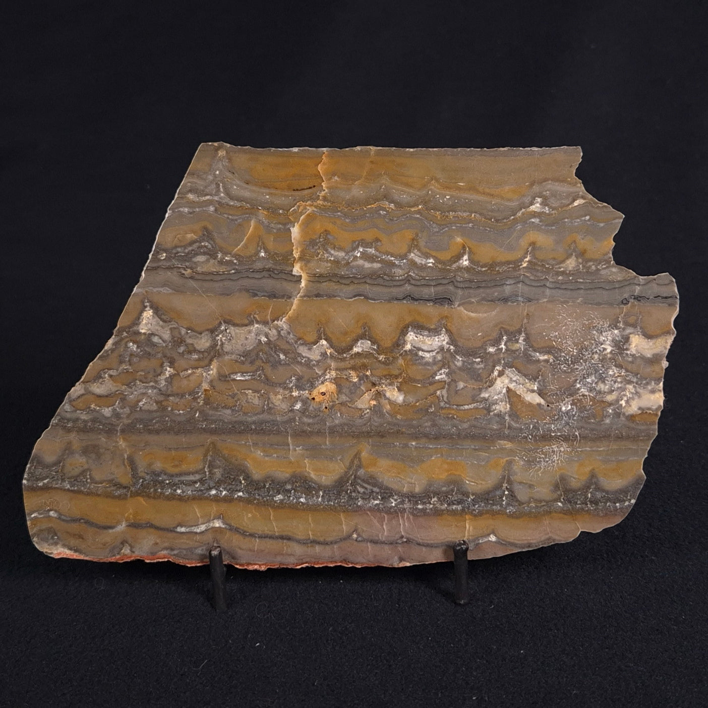 STROMATOLITE, Duck Creek, Lower Proterozoic, Australia ZDC011