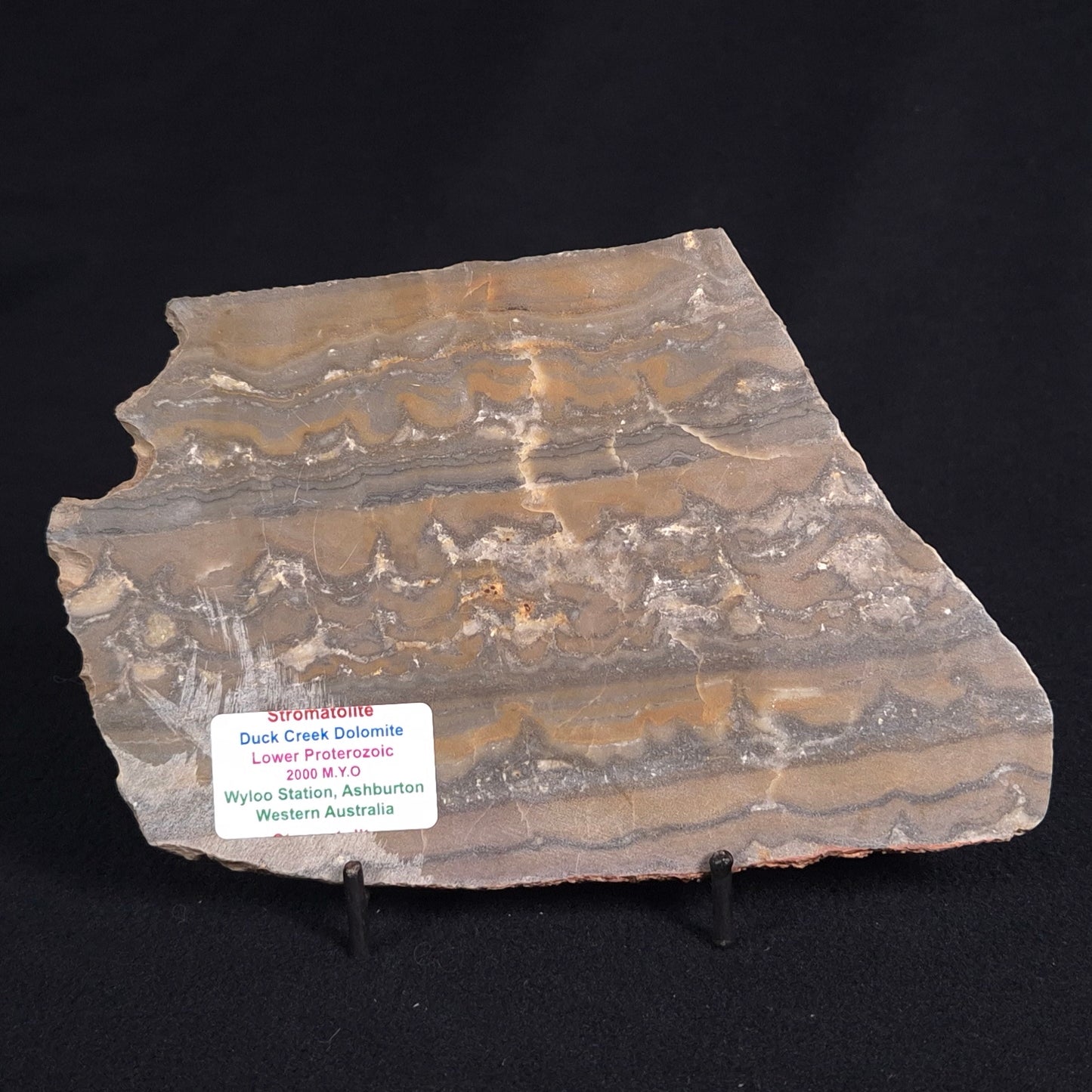 STROMATOLITE, Duck Creek, Lower Proterozoic, Australia ZDC011